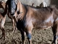 Caprone, Nubian Goat — foto 7