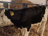 Bik, Simmental cattle — fotografija 3
