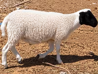 Kambing jantan, Dorper sheep — foto 2