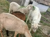 مینڈھا, Merino sheep — تصویر 1