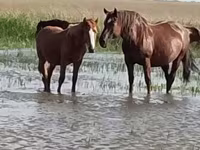 Caballo, Vladimir heavy draft — foto 1
