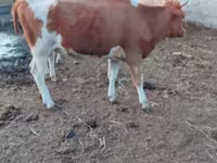 Krava, Simmental cattle — fotografija 1