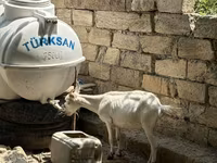Koza, Saanen goat — fotografija 7
