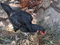 Chickens — รูปภาพ 5