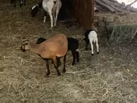 Ovce, Cameroon sheep — foto 5