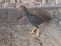 Chickens — عکس 1