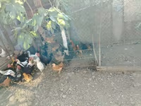 Chickens — Foto 5