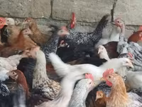 Chickens — foto 3