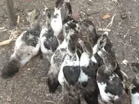 Ducks — foto 7