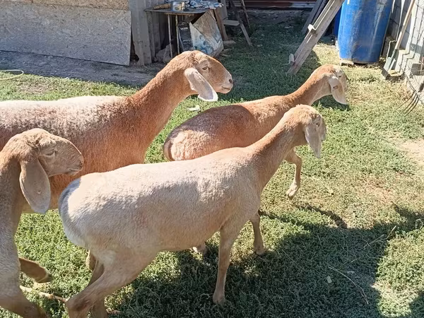 Koyun, Arashan sheep