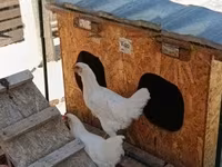 Chickens — تصویر 2