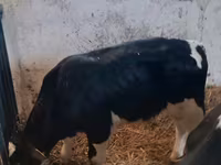 Bou, Russian Black pied cattle — foto 6