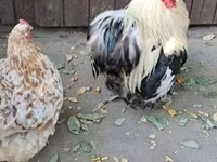 Pekin bantam — foto 4