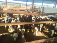 Toro, Razza Holstein — foto 3