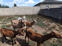Kambing betina, Goats — foto 5