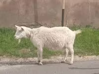 Буз, Russian White goat — акс 2