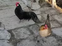 Chickens — sawirka 1