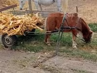 اسب نر, Shetland Pony — عکس 8