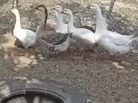 Geese — عکس 2