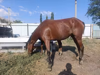 Էգ ձի, Thoroughbred horse — լուսանկար 6