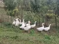 Geese — 照片 1