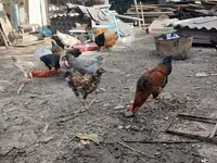 Chickens — عکس 8