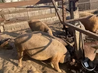 Babi (lot, jantina tidak dinyatakan), Мангалица — foto 3