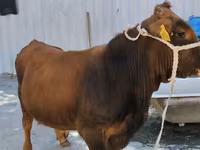 Бух, Swiss cattle — 2 зураг