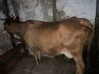 گاو ماده, گاو — عکس 1