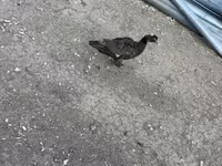Ducks — 사진 6