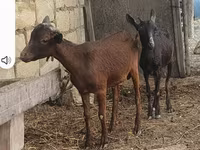 Capra, Capre — foto 1