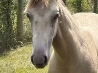 Hengst, Kentucky mountain daddle horse — Foto 4