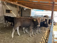 Tyre, Swiss cattle — foto 1