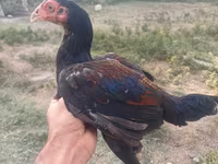 Chickens — عکس 5