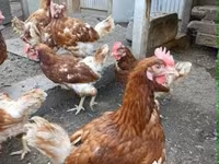 Chickens — fotografija 4
