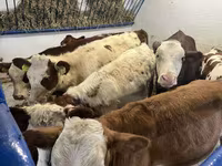 İnek, Simmental cattle — foto 1