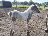 Mare, Pinto horses — photo 1