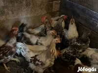 Chickens — 사진 3
