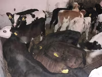 گاو نر, Simmental cattle — عکس 3