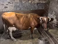 گاو ماده, Simmental cattle — عکس 1