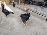 Chickens — الصورة 4