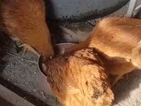 Chickens — الصورة 2