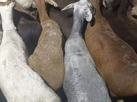 Beran, Kazakh fat-tailed coarsewool sheep — foto 2