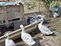 Ducks — ảnh 2