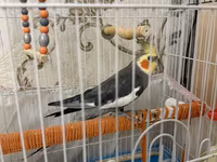 Məhsul: Nimfa (cockatiel) cütü və qəfəs dəsti Dişi ve Erkek, disi 6 — zdjęcie 3