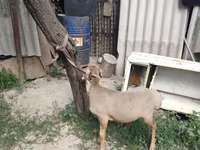 Beran, Edilbay sheep — foto 3