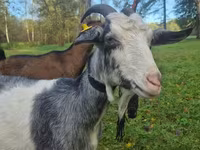 Koza, Alpine goat — foto 4