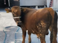 Бух, Swiss cattle — 4 зураг