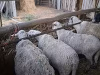 母羊, Sheep — 照片 3