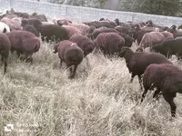 Wad, Sheep — sawirka 3